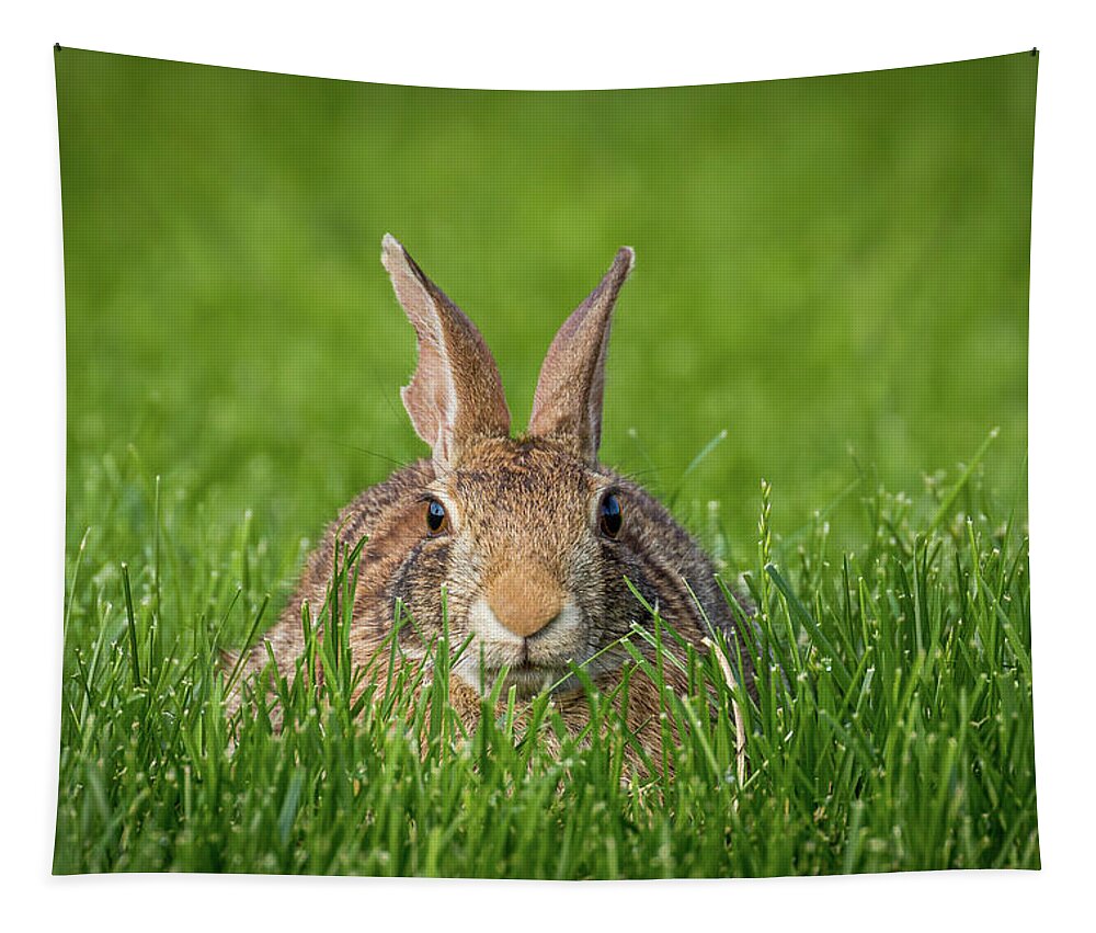 Rabbit Tapestry featuring the photograph Rabbit Gaze by Allin Sorenson