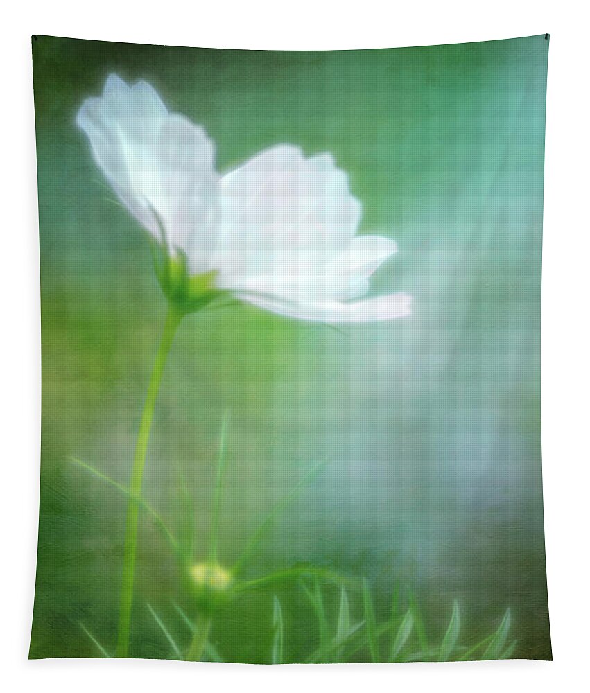 Cosmos Tapestry featuring the photograph Radiant White Cosmos in the Evening Light by Anita Pollak