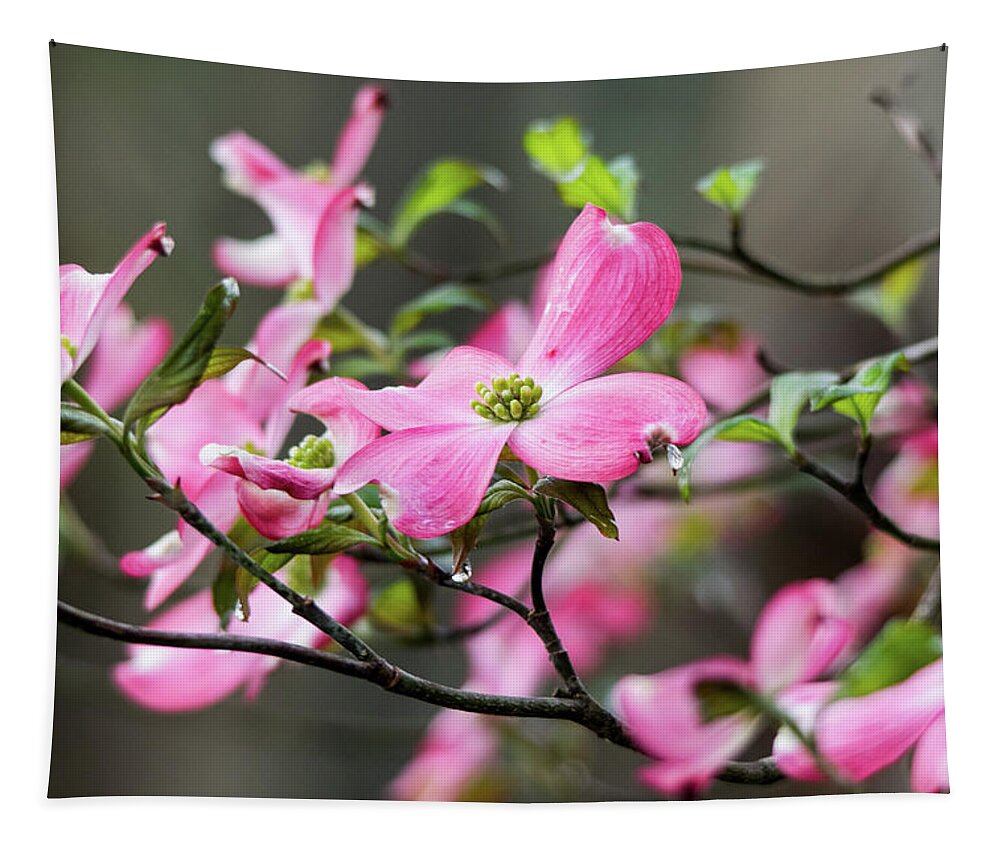Pink Tapestry featuring the photograph Raindrops on Dogwoods by Mary Ann Artz