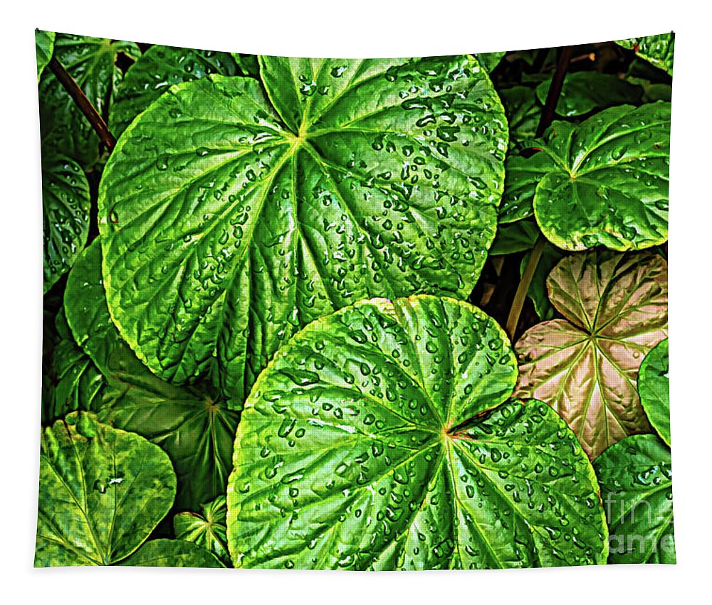 Colors Tapestry featuring the photograph Raindrops on Green Leaves by Roslyn Wilkins