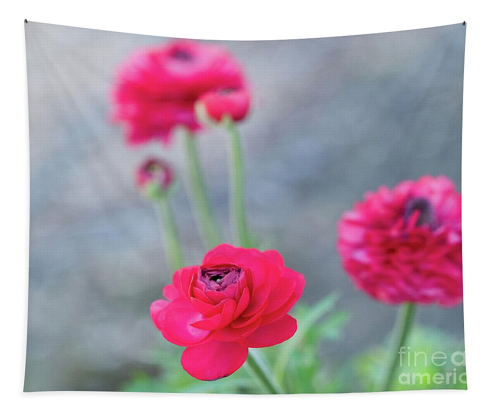 Color Tapestry featuring the photograph Ranunculus Blue Dreams 5 by Dorothy Lee