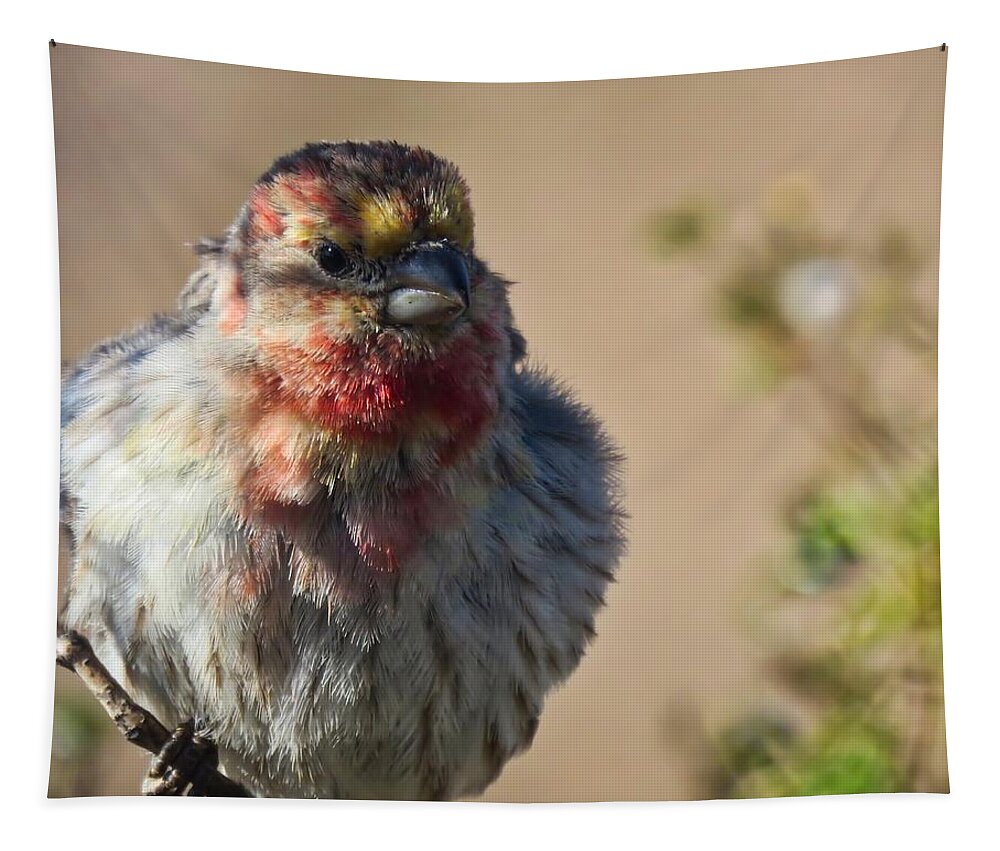Arizona Tapestry featuring the photograph Rare Multicolored Male House Finch by Judy Kennedy