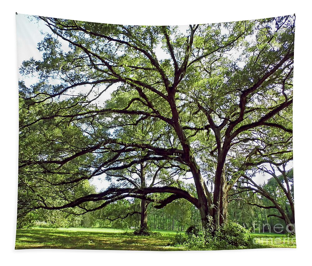 Oak Tapestry featuring the photograph Reaching Out by D Hackett