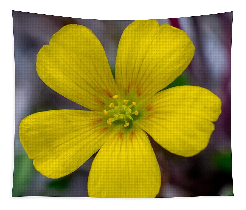 Flower Tapestry featuring the photograph Ready and Waiting by Ivars Vilums