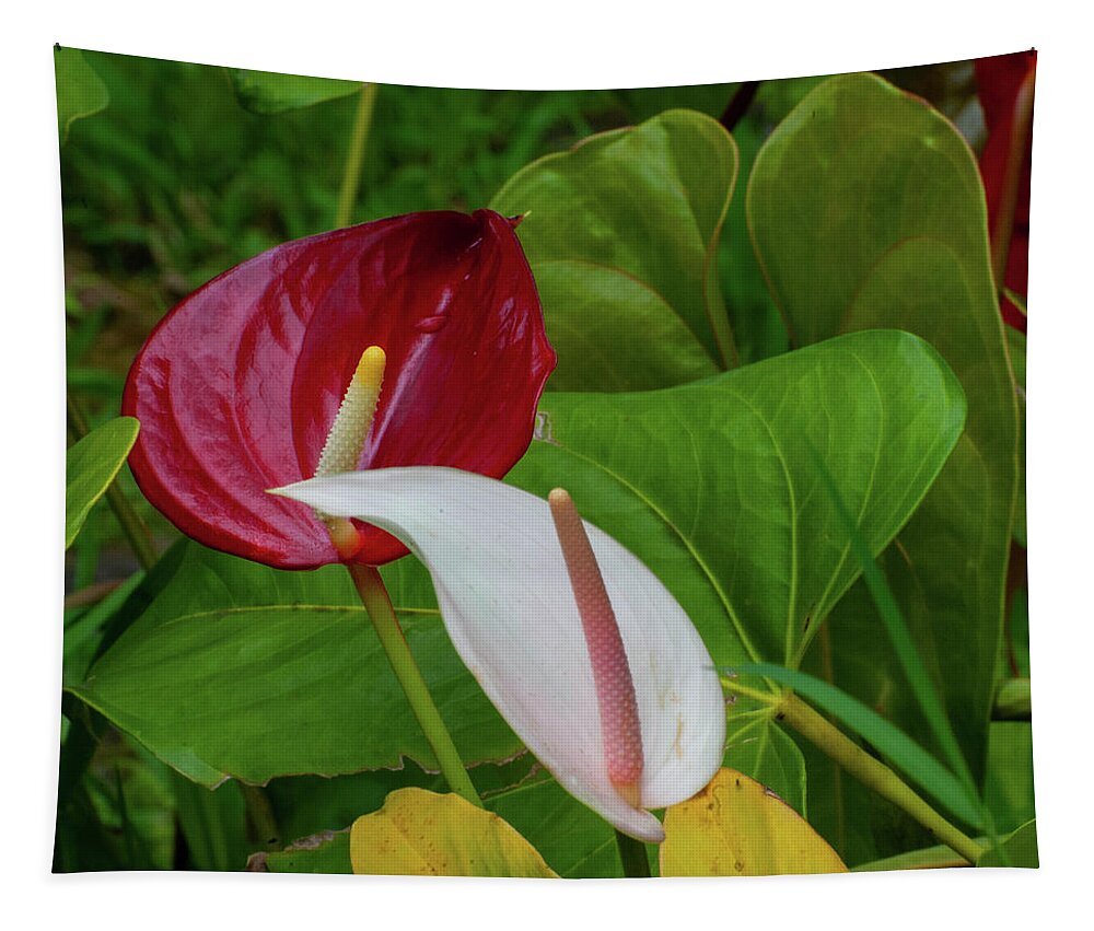 Kauai Tapestry featuring the photograph Red and White Anthuriums by Doug Davidson
