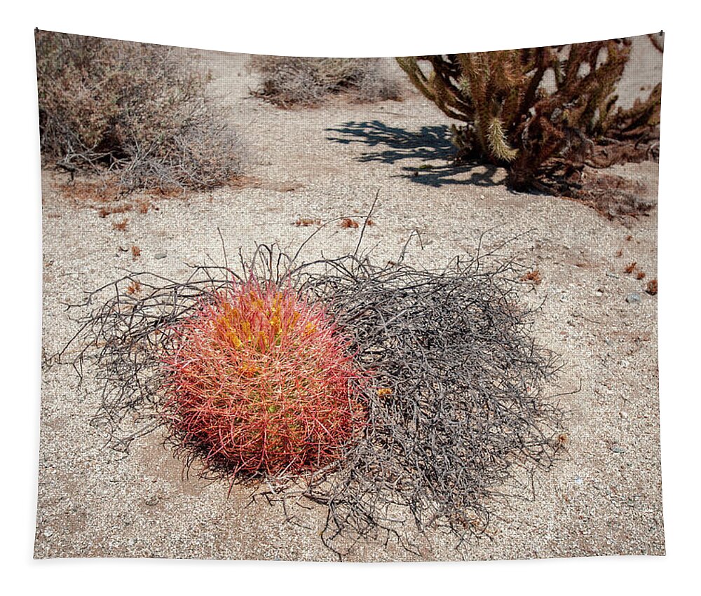 Anza-borrego Desert State Park Tapestry featuring the photograph Red Barrel Cactus and Mesquite by Mark Duehmig