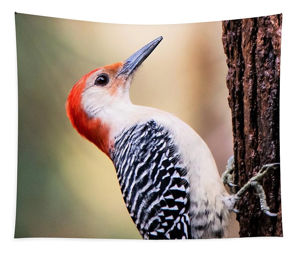Red Bellied Woodpecker Tapestry featuring the photograph Red Bellied Woodpecker - Macro by Mary Ann Artz
