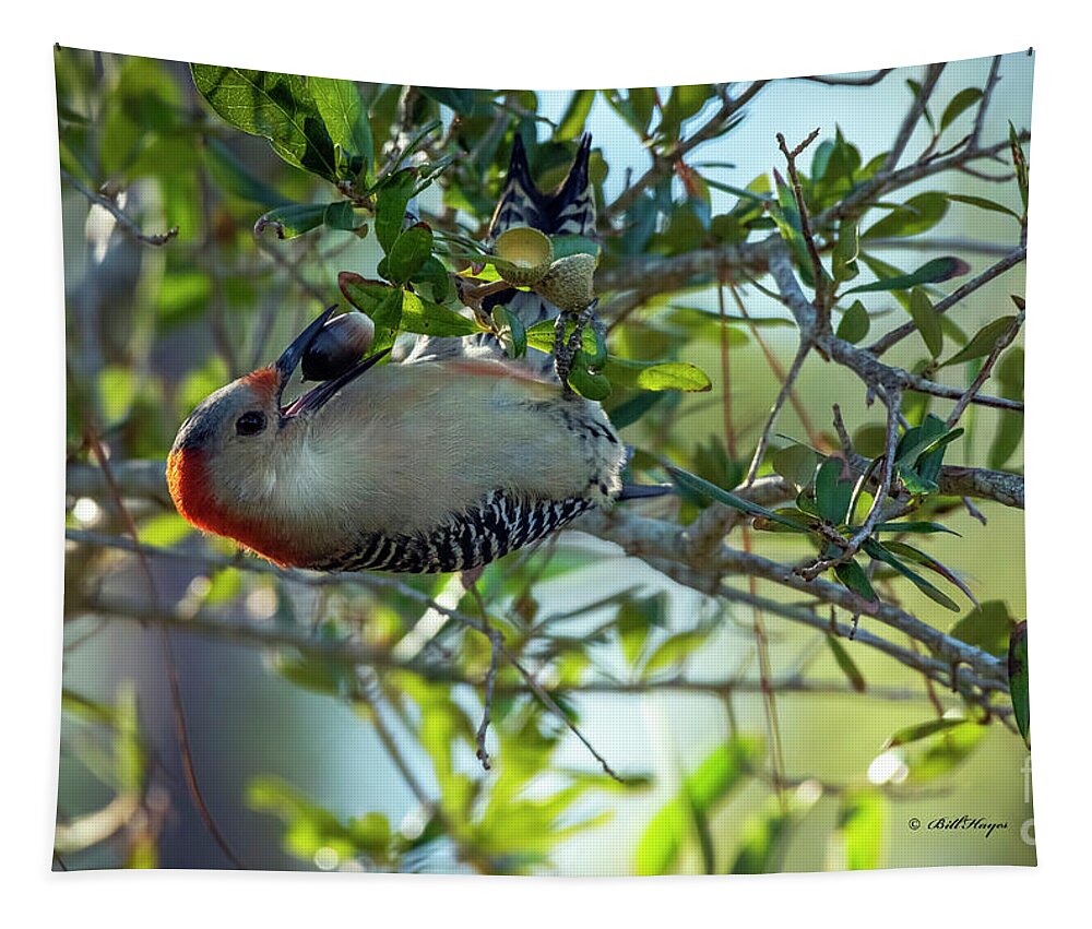 Woodpeckers Tapestry featuring the photograph Red-Bellied Woodpecker With Acorn by DB Hayes