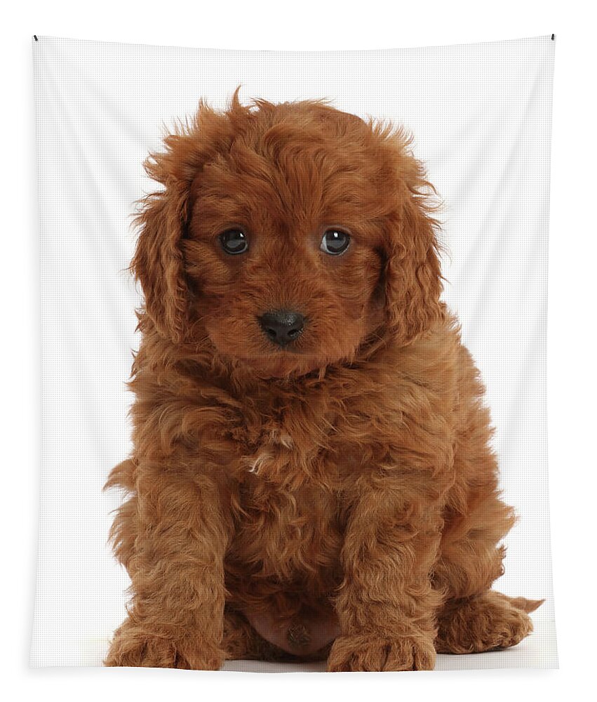 Animal Tapestry featuring the photograph Red Cavapoo Puppy, 7 Weeks Old by Mark Taylor
