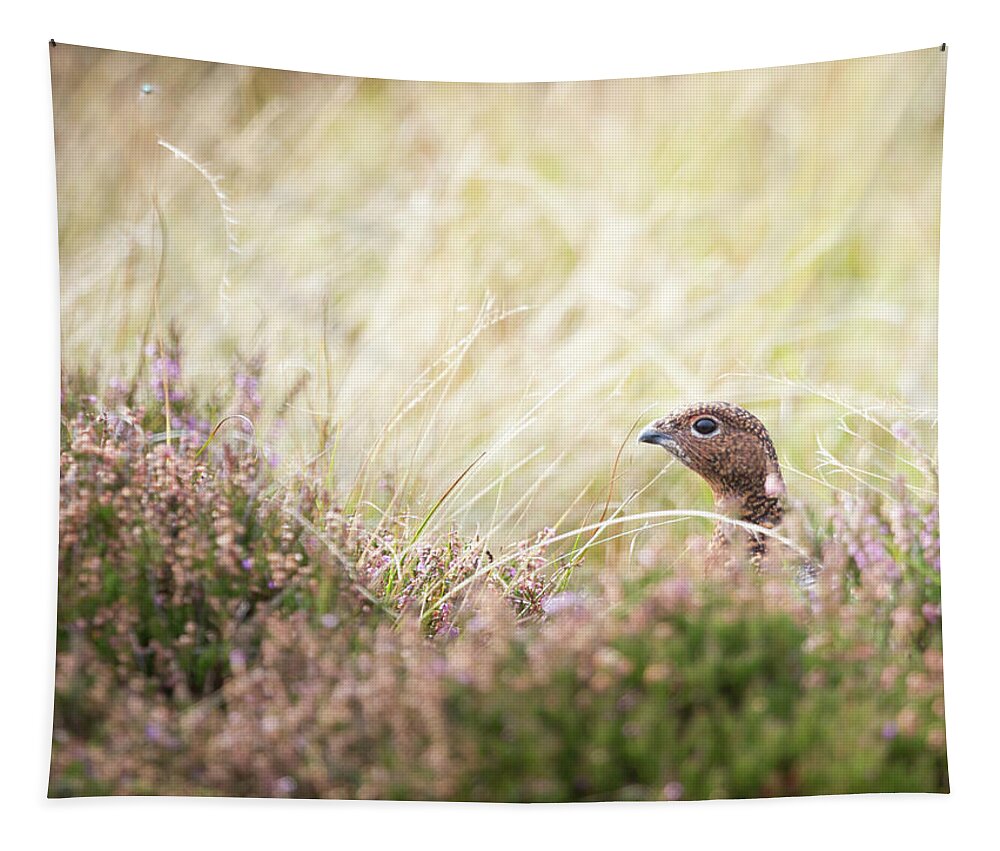 Female Red Grouse Tapestry featuring the photograph Red Grouse by Anita Nicholson