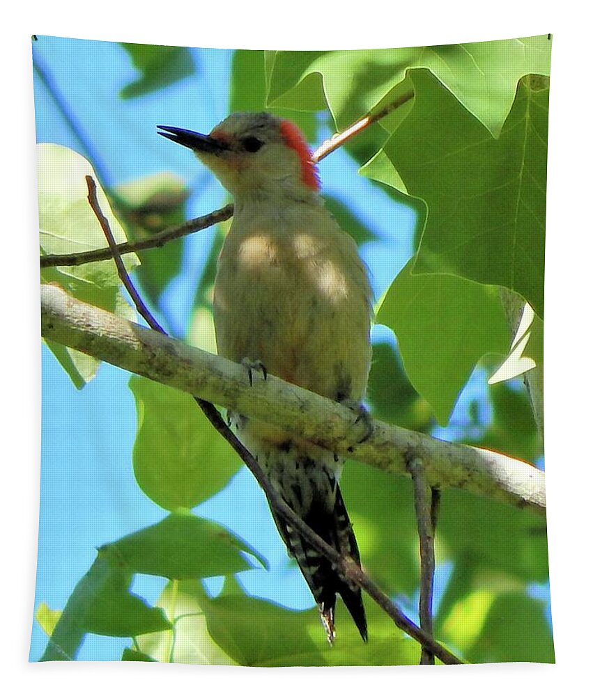 Birds Tapestry featuring the photograph Red Bellied Woodpecker #1 by Karen Stansberry