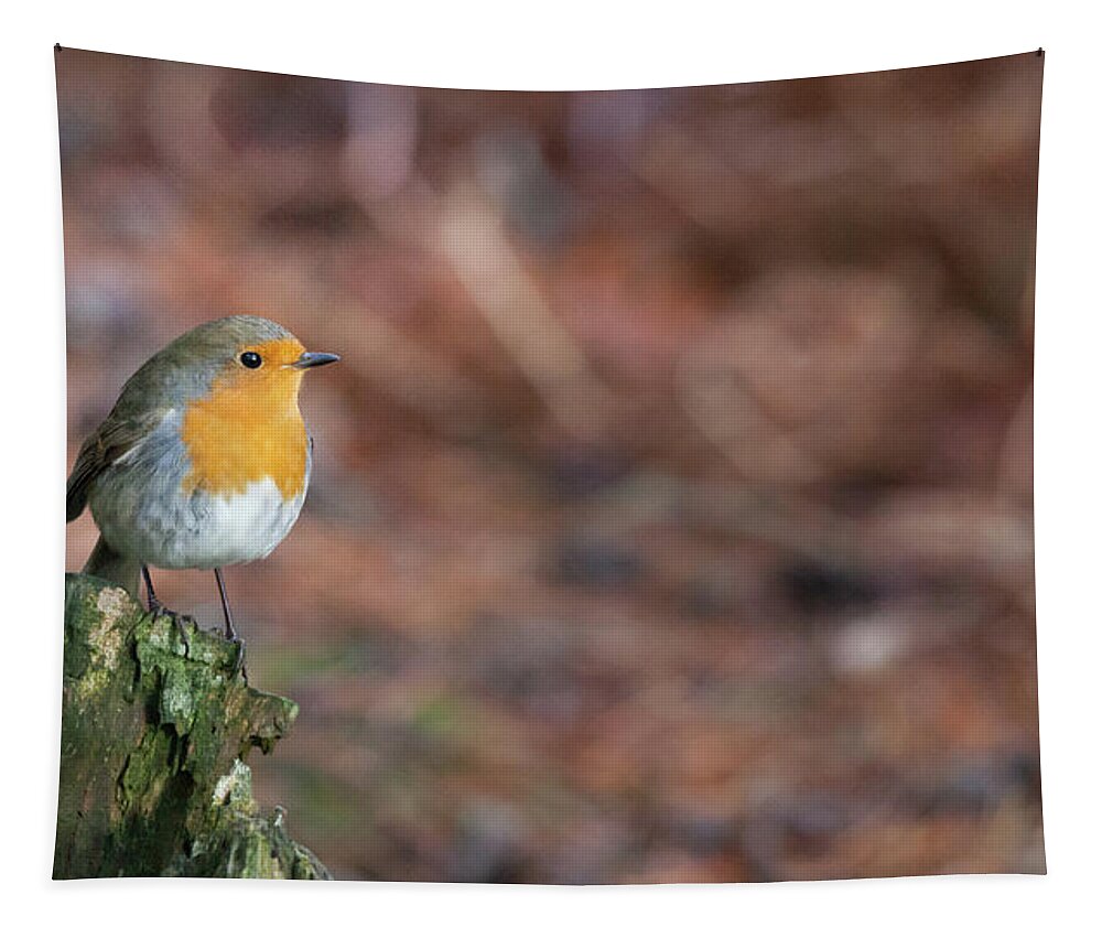 Robin Tapestry featuring the photograph Red Robin in the woods at Autumn by Anita Nicholson