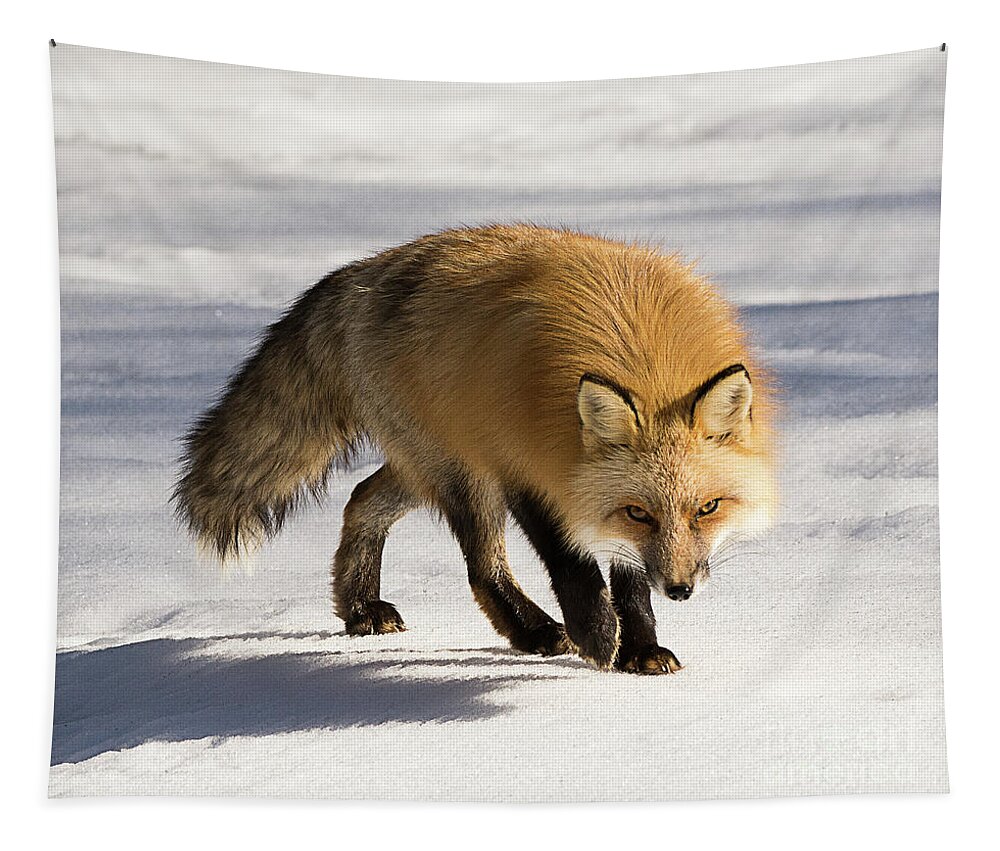 Mammal Tapestry featuring the photograph Red-tailed Fox With Eyes on the Prey by Dennis Hammer