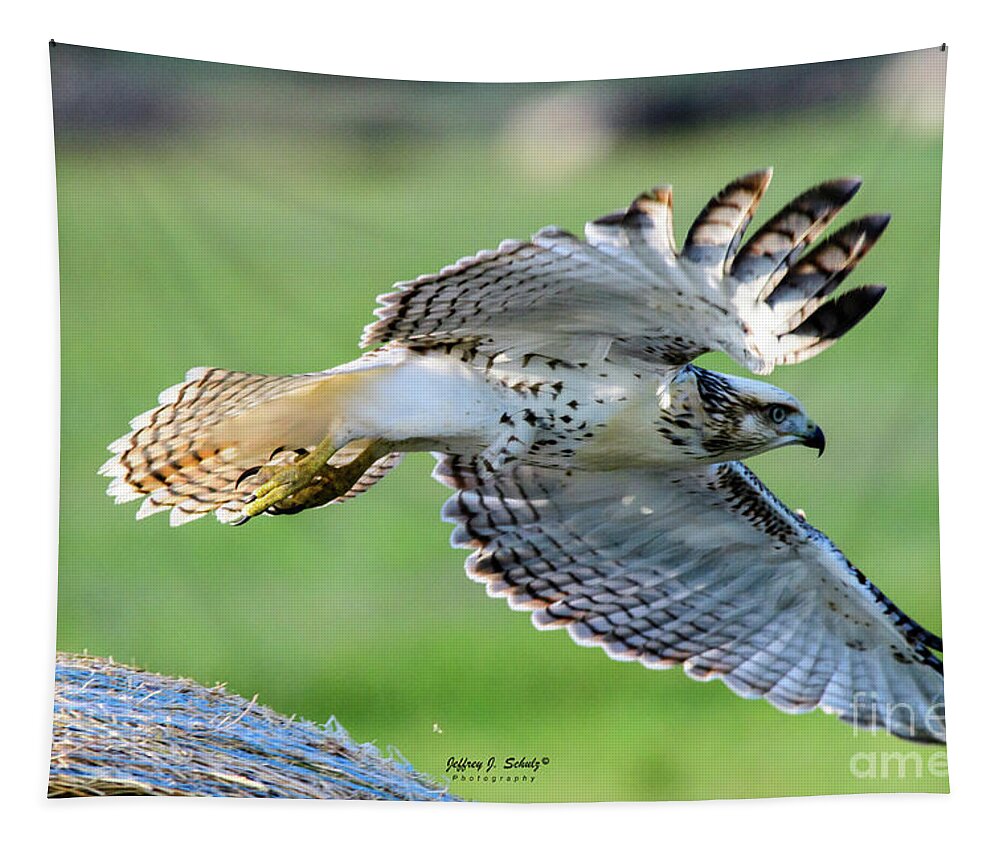 Red Tapestry featuring the photograph Red Tailed Hawk - 7 by Jeffrey Schulz