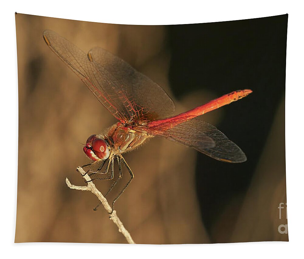 Striolatum Tapestry featuring the photograph Red-veined darter Dragonfly by Pablo Avanzini
