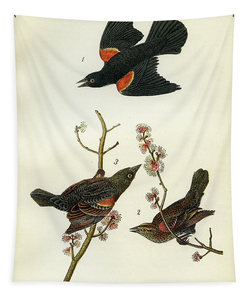 Bird Tapestry featuring the mixed media Red-Winged Black-Bird by Unknown