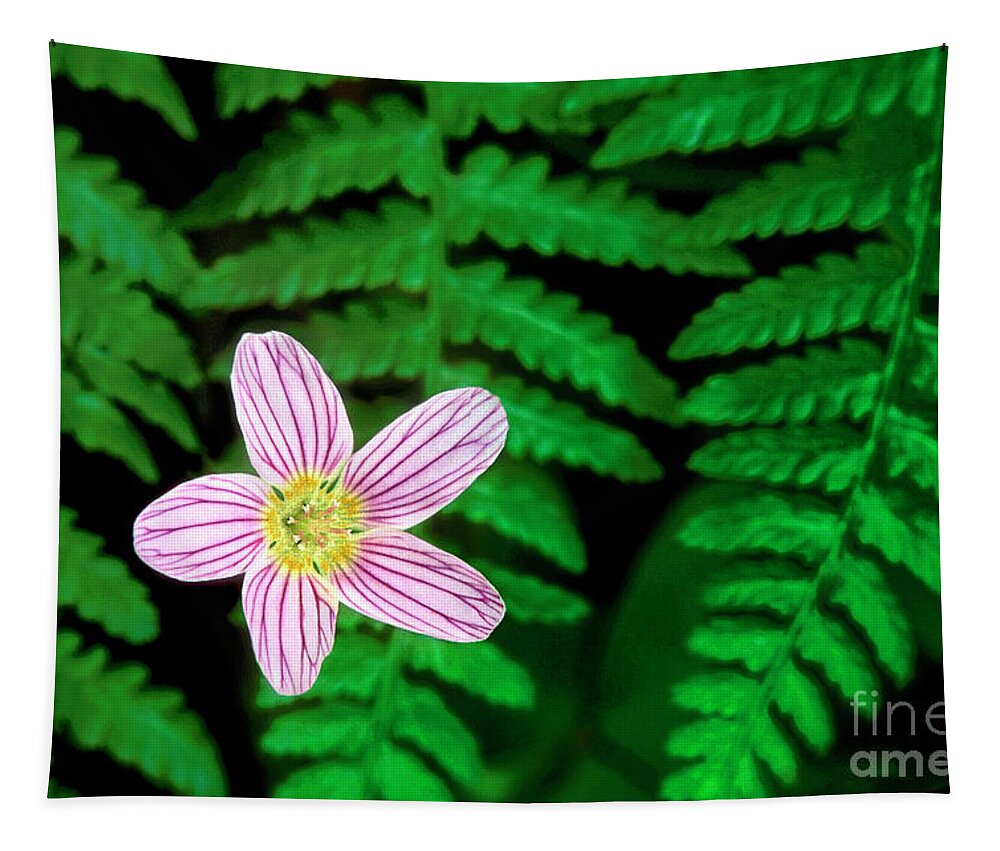 Redwood Sorrel Tapestry featuring the photograph Redwood Sorrel Wildflower Nestled in Ferns by Dave Welling