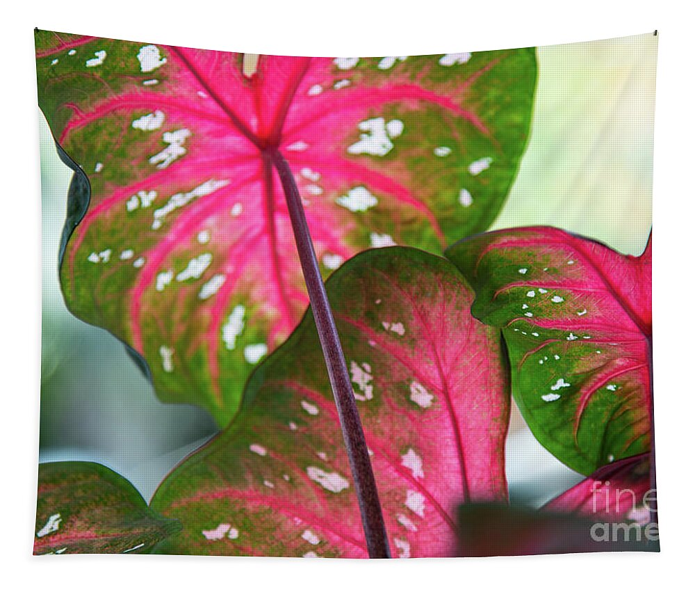 Caladium Tapestry featuring the photograph Reflections on the Calming of Pink by Marilyn Cornwell