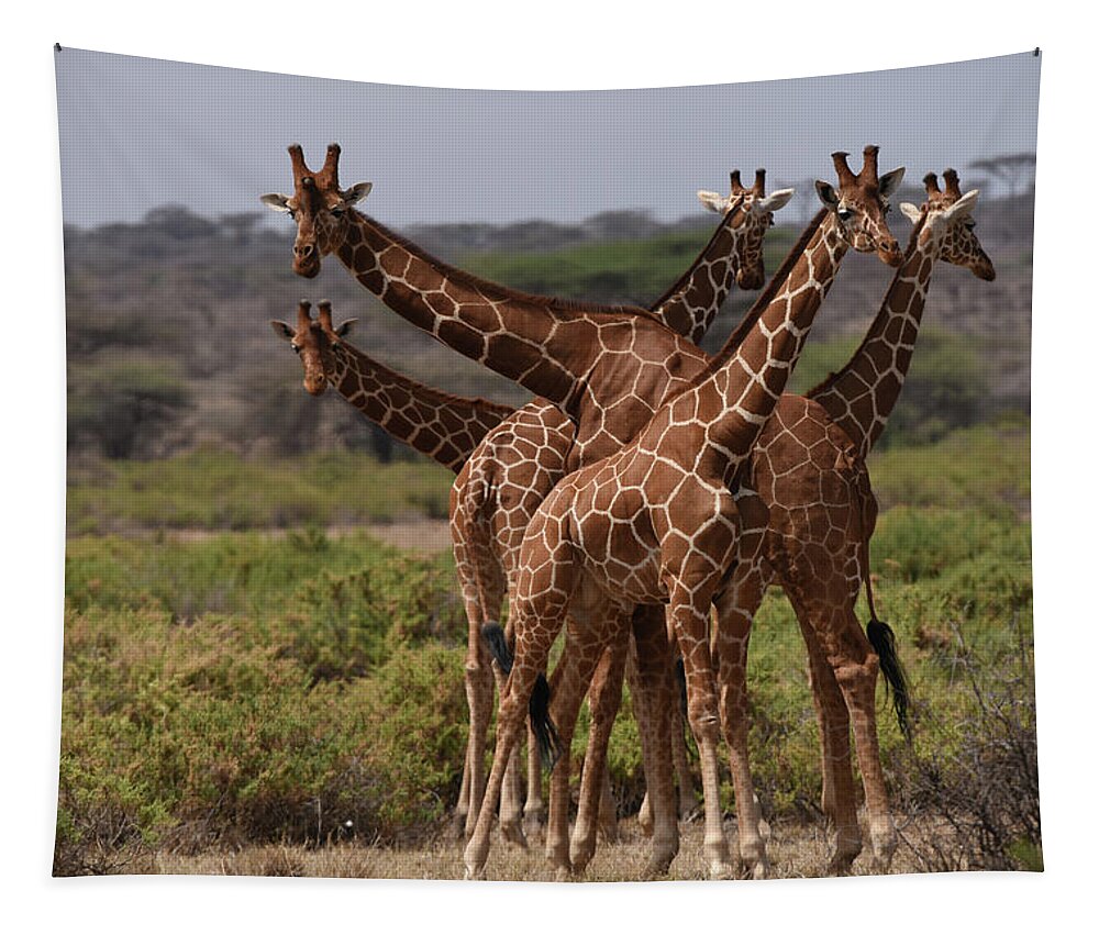 Africa Tapestry featuring the photograph Reticulated Giraffes Samburu by Steve Somerville