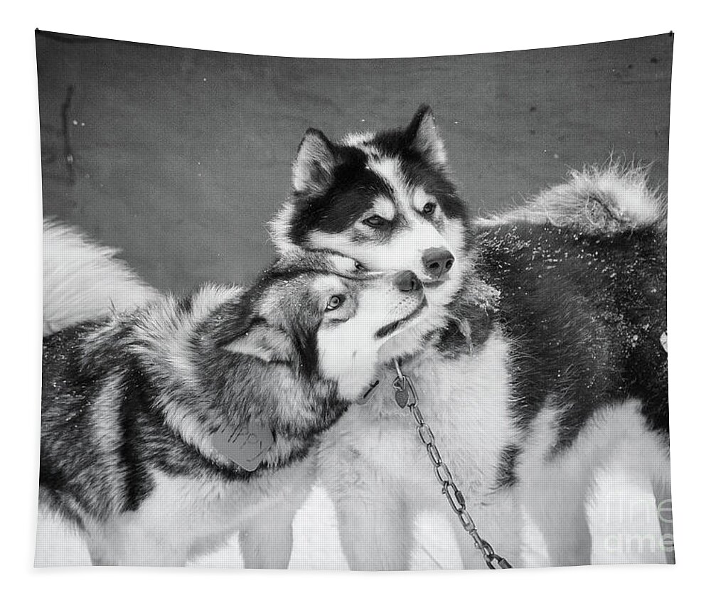 Dogs Tapestry featuring the photograph Reunited by Becqi Sherman