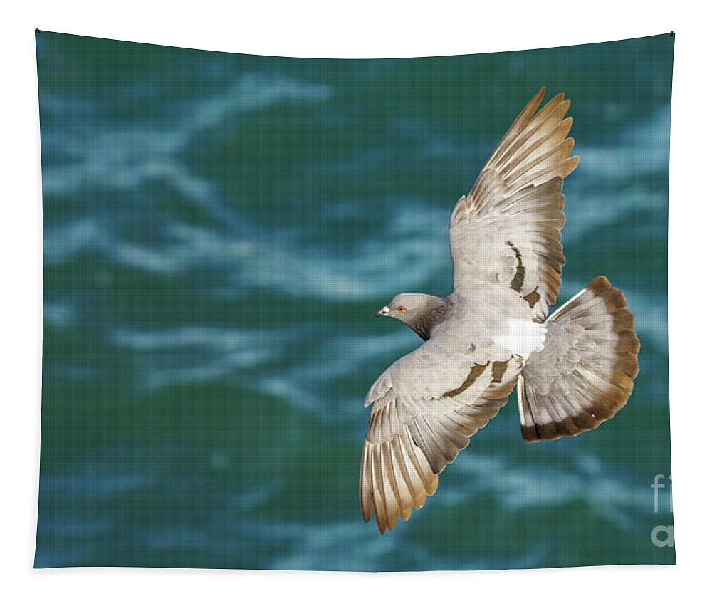 Nature Tapestry featuring the photograph Rock Pigeon Flying Over the Sea by Pablo Avanzini