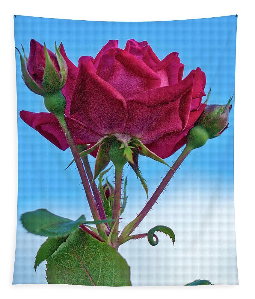 Rose Tapestry featuring the photograph Rose with Buds by Jerry Gammon