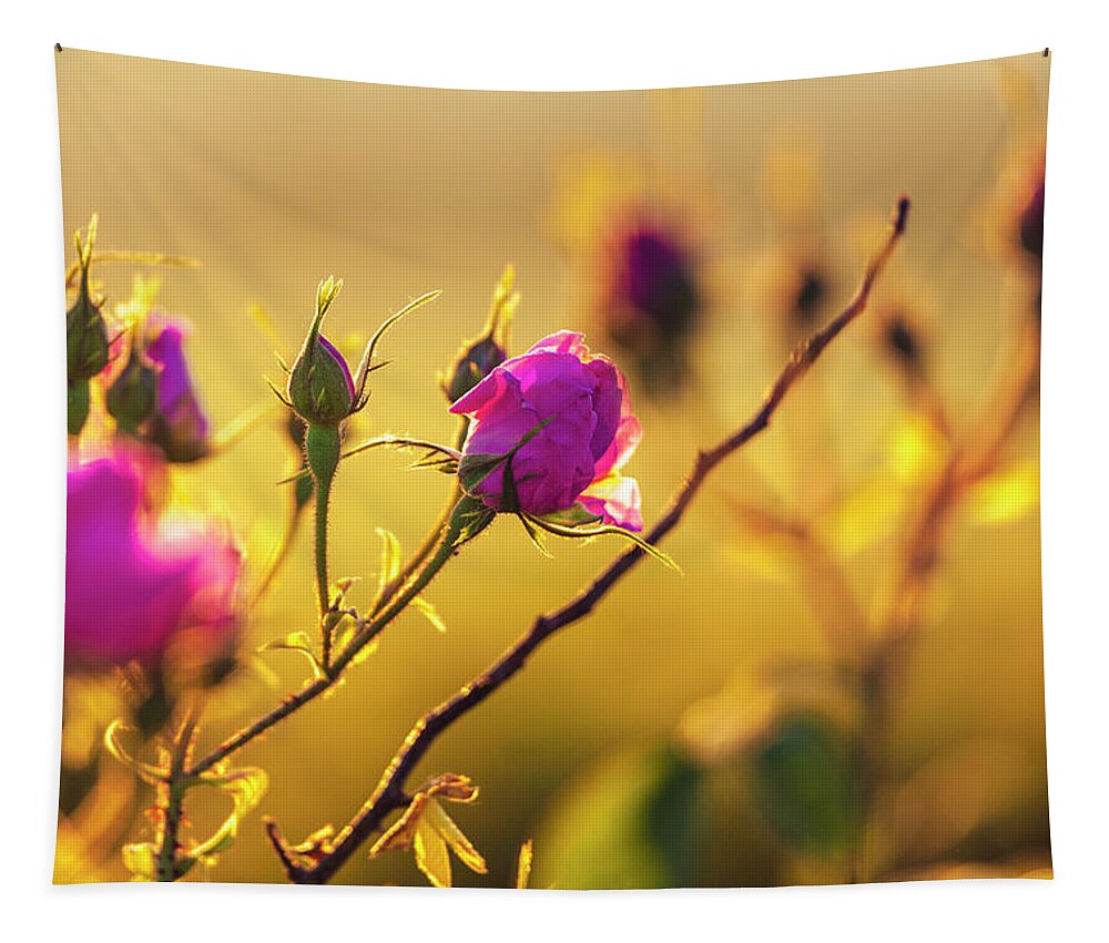 Bulgaria Tapestry featuring the photograph Roses In Gold by Evgeni Dinev