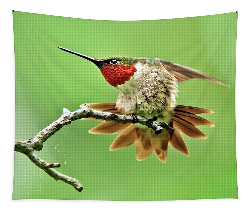 Hummingbird Tapestry featuring the photograph Ruby Throated Hummingbird 4 by Christina Rollo
