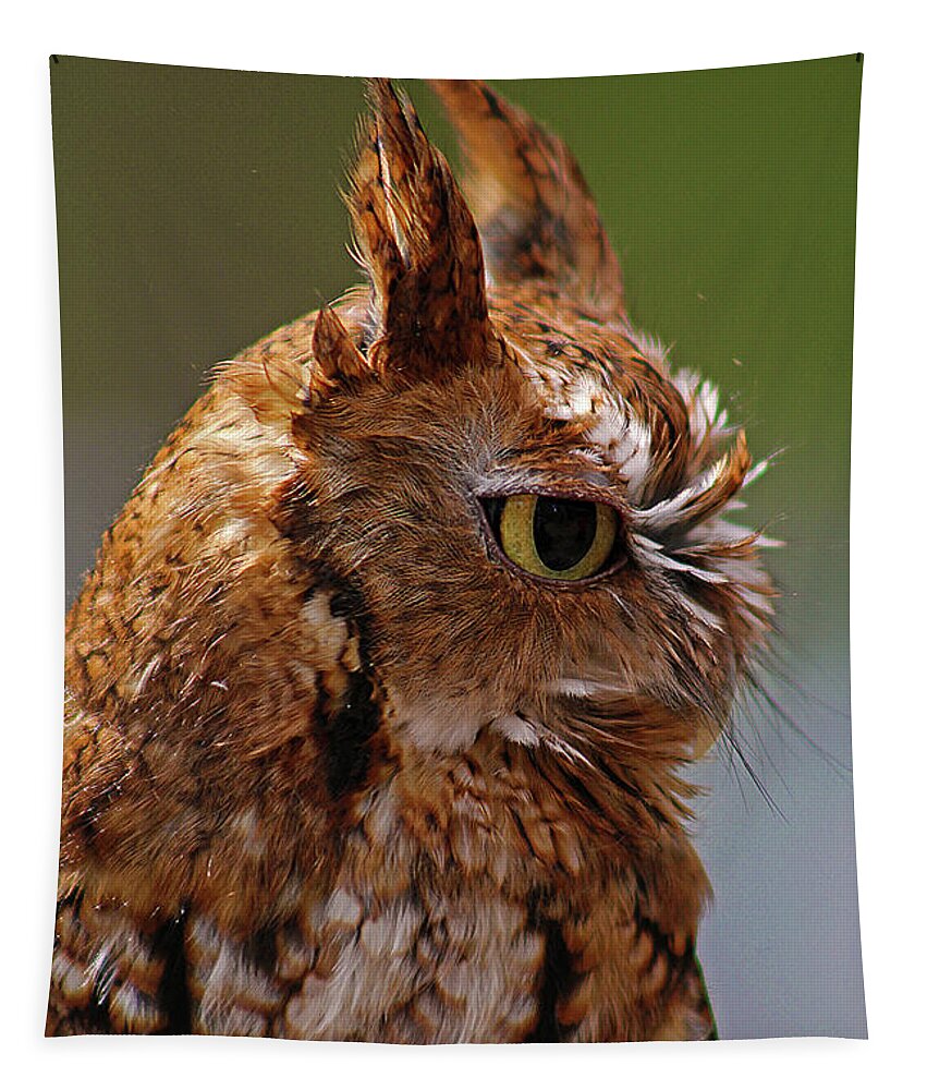 Owl Tapestry featuring the photograph Ruby's Upset by Michael Allard