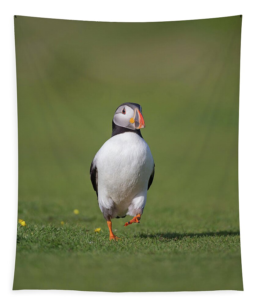 Puffin Tapestry featuring the photograph Running Puffin by Pete Walkden