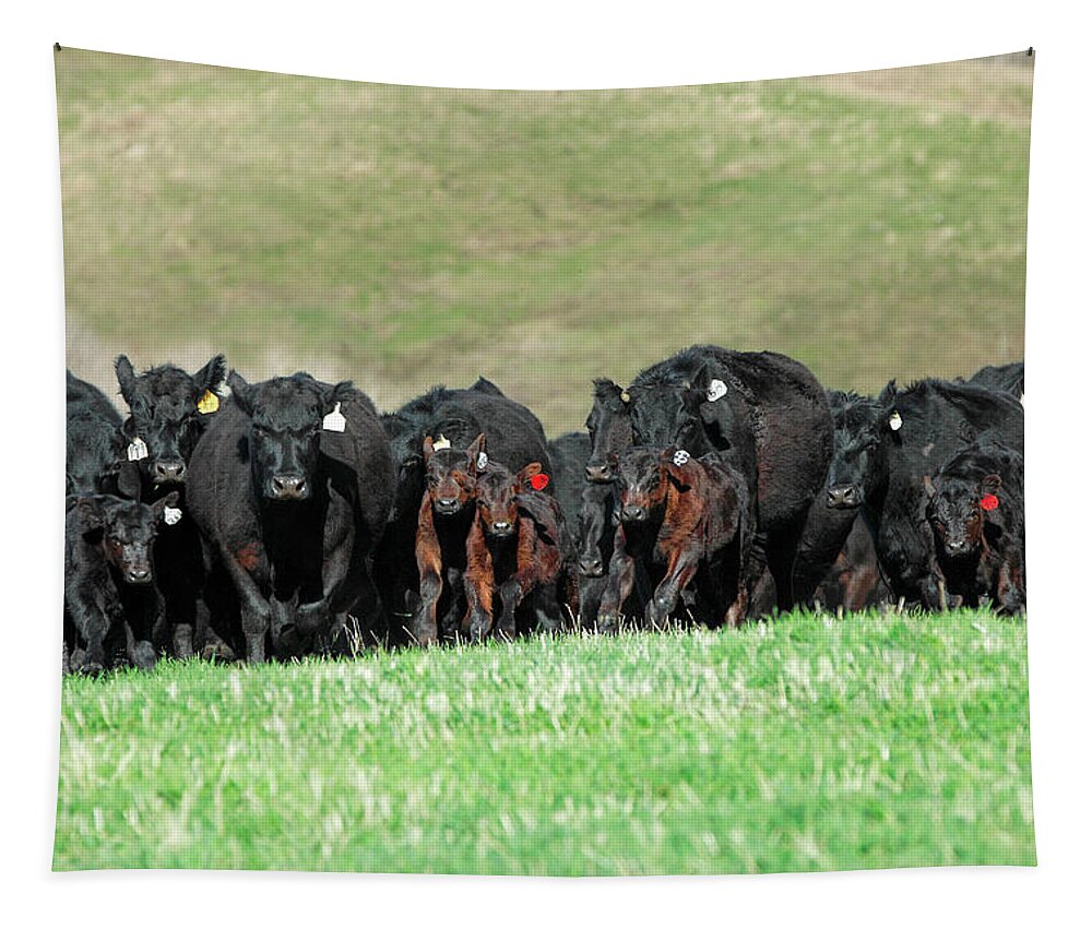 Herd Tapestry featuring the photograph Rushing Angus by Todd Klassy
