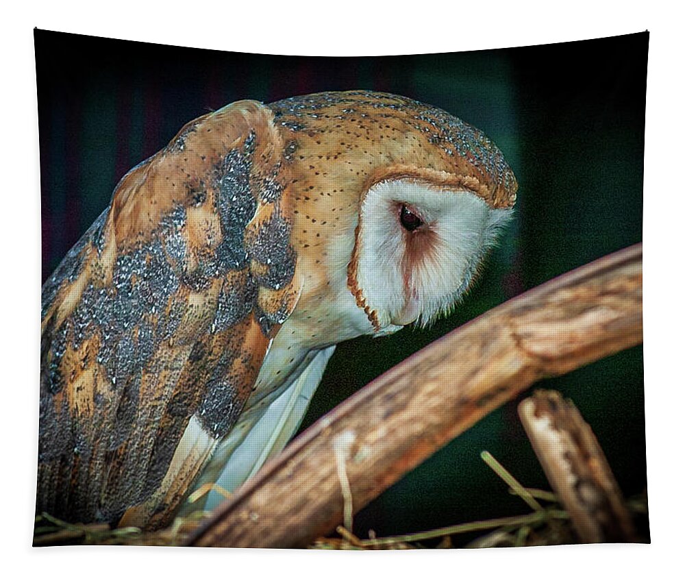 Barn Tapestry featuring the photograph Sad Owl in the Barn by Louis Dallara