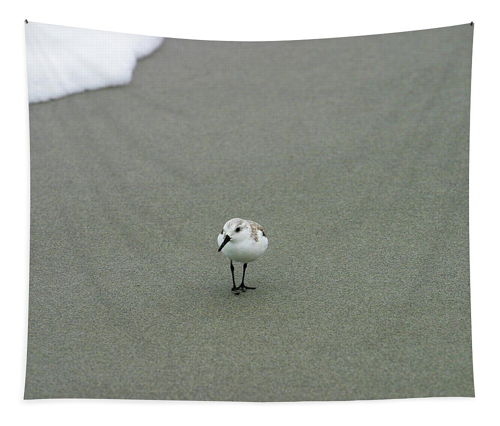 Sand Piper Tapestry featuring the photograph Sand Piper by Anthony Jones