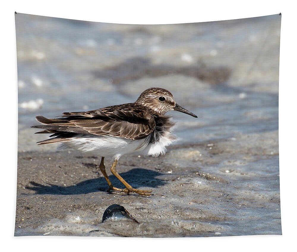 Sandpiper Tapestry featuring the photograph Sandpiper at Tidal Pool by William Selander