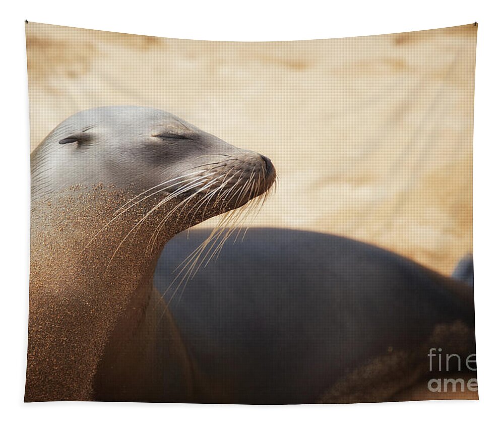 Sea Lion Tapestry featuring the photograph Sandy Sleek Serene by Becqi Sherman