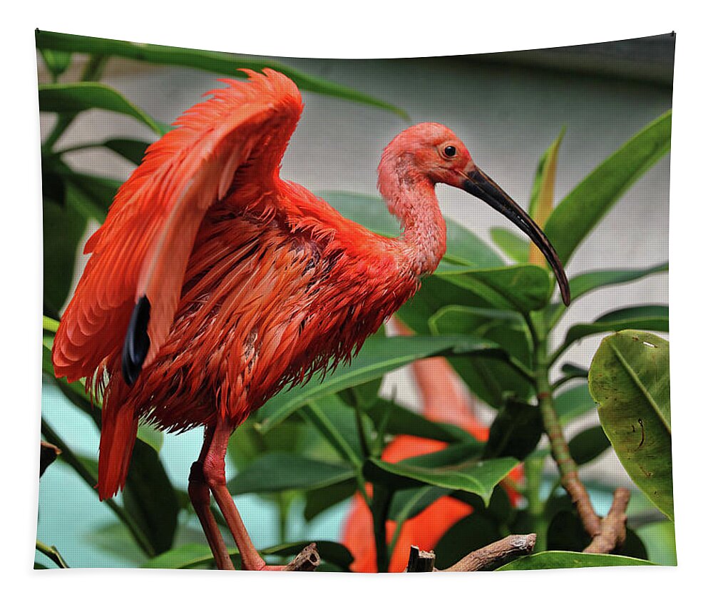 Bronx Zoo Tapestry featuring the photograph Scarlet Ibis 1 by Doolittle Photography and Art