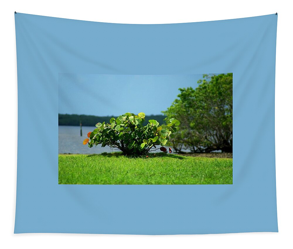 Florida Tapestry featuring the photograph Sea Grapes by Lindsey Floyd