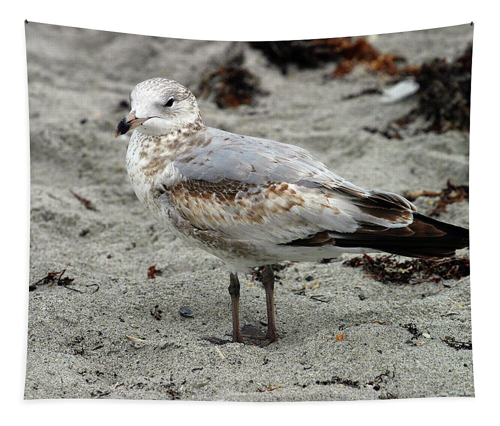 Sea Gull Tapestry featuring the photograph Sea Gull by Anthony Jones
