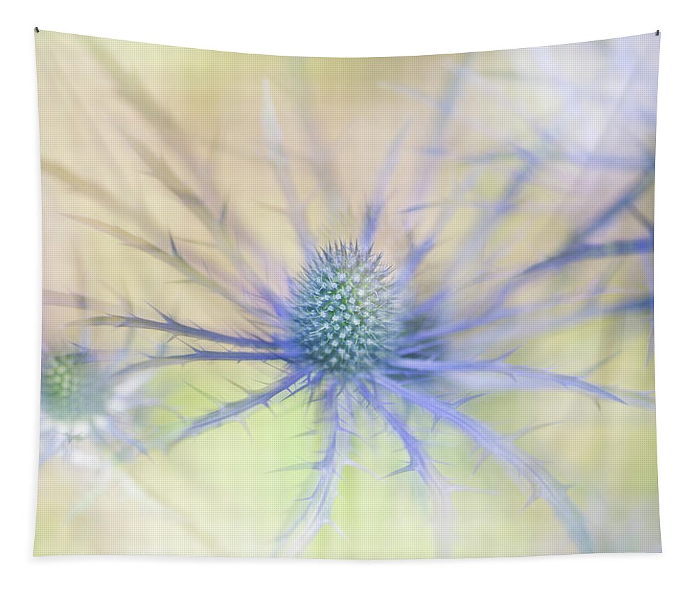 Sea Holly Tapestry featuring the photograph Sea Holly Dance by Anita Nicholson