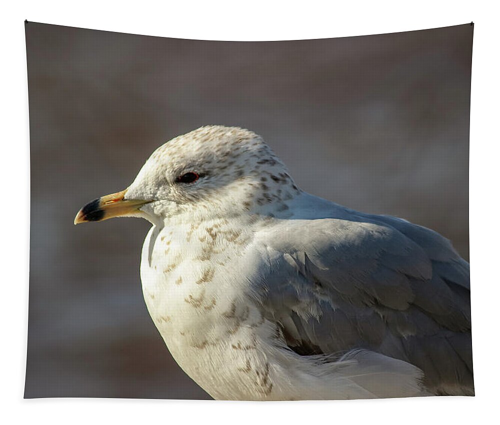 Bird Tapestry featuring the photograph Seagull Close-up by Laura Smith
