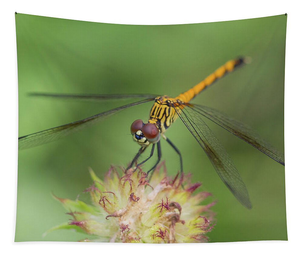 Dragonfly Tapestry featuring the photograph Seaside Dragonlet #2 by Paul Rebmann