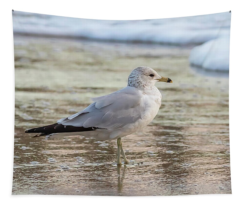 Surf Tapestry featuring the photograph Seaside Gull by Donna Twiford