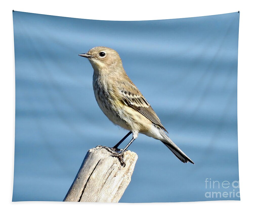 Sparrow Tapestry featuring the photograph Seaside Sparrow by Beth Myer Photography