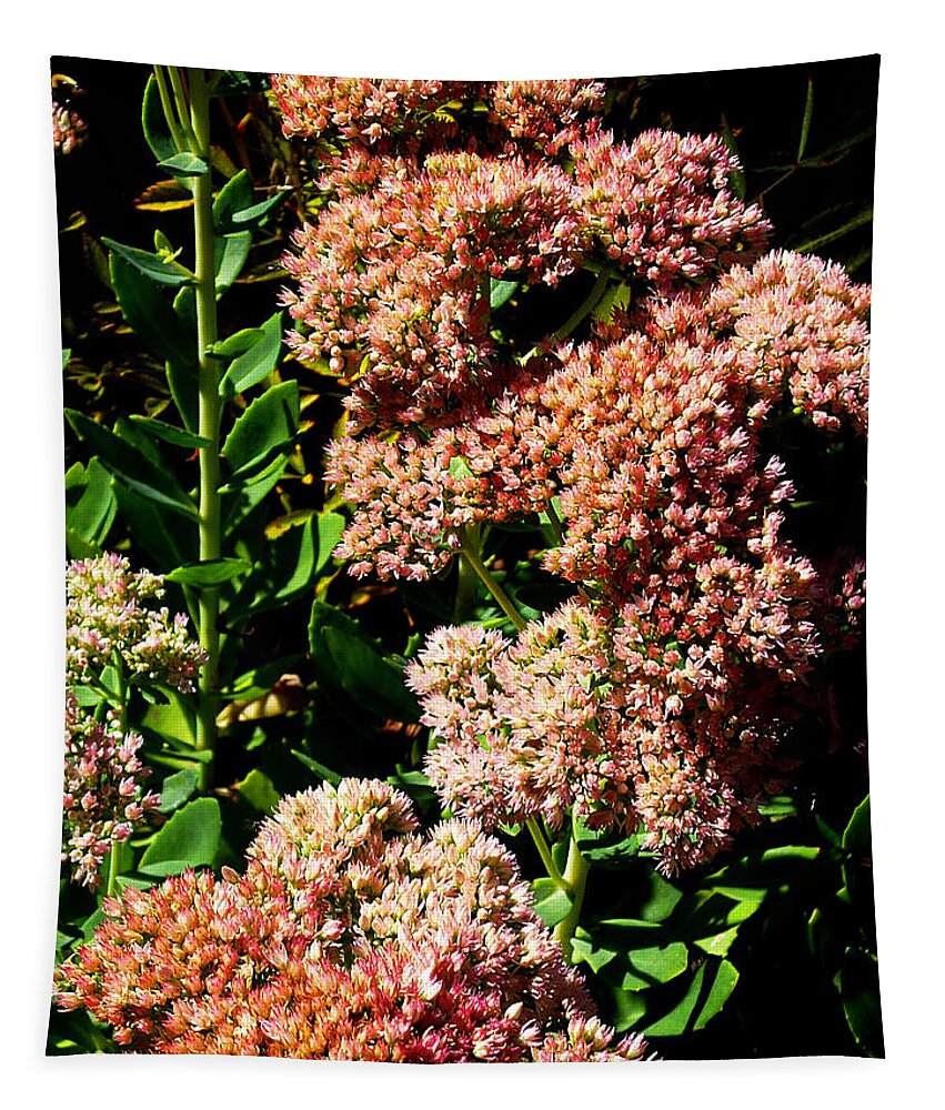 Nature Tapestry featuring the photograph Sedum Closeup 05 by Mike McBrayer