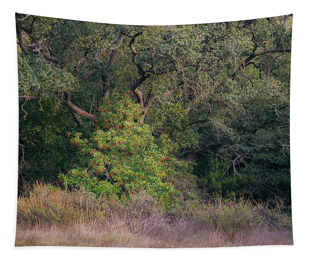 Daley Ranch Tapestry featuring the photograph Sheltered Toyon by Alexander Kunz