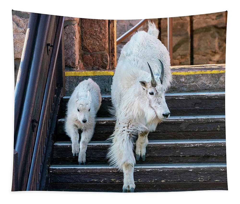 Mountain Goat Tapestry featuring the photograph Shopping on the Promenade by Judi Dressler
