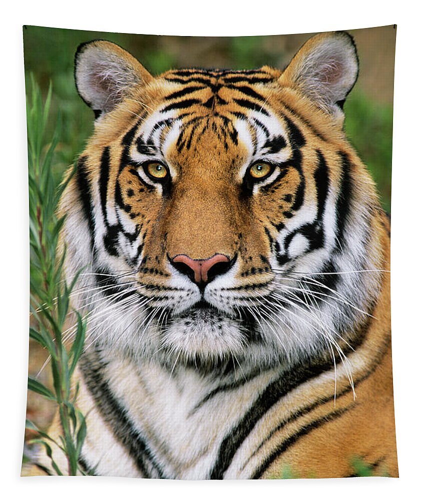 Siberian Tiger Tapestry featuring the photograph Siberian Tiger Staring Endangered Species Wildlife Rescue by Dave Welling