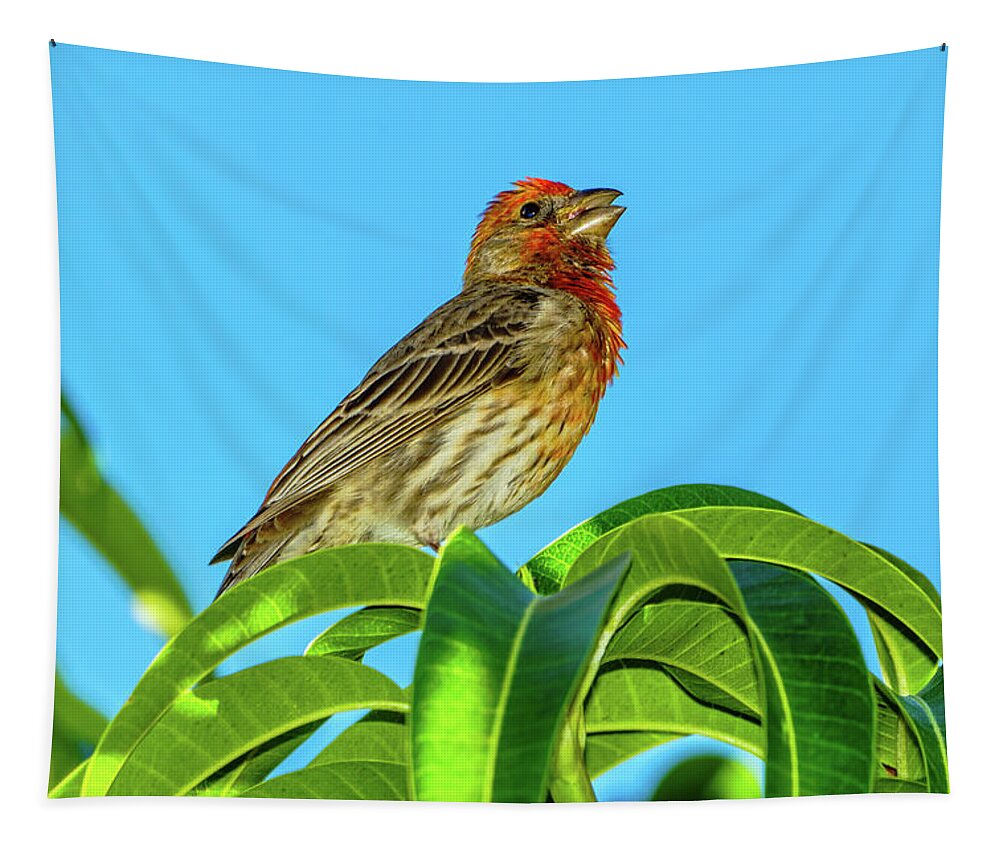 Hawaii Tapestry featuring the photograph Singing House Finch by John Bauer