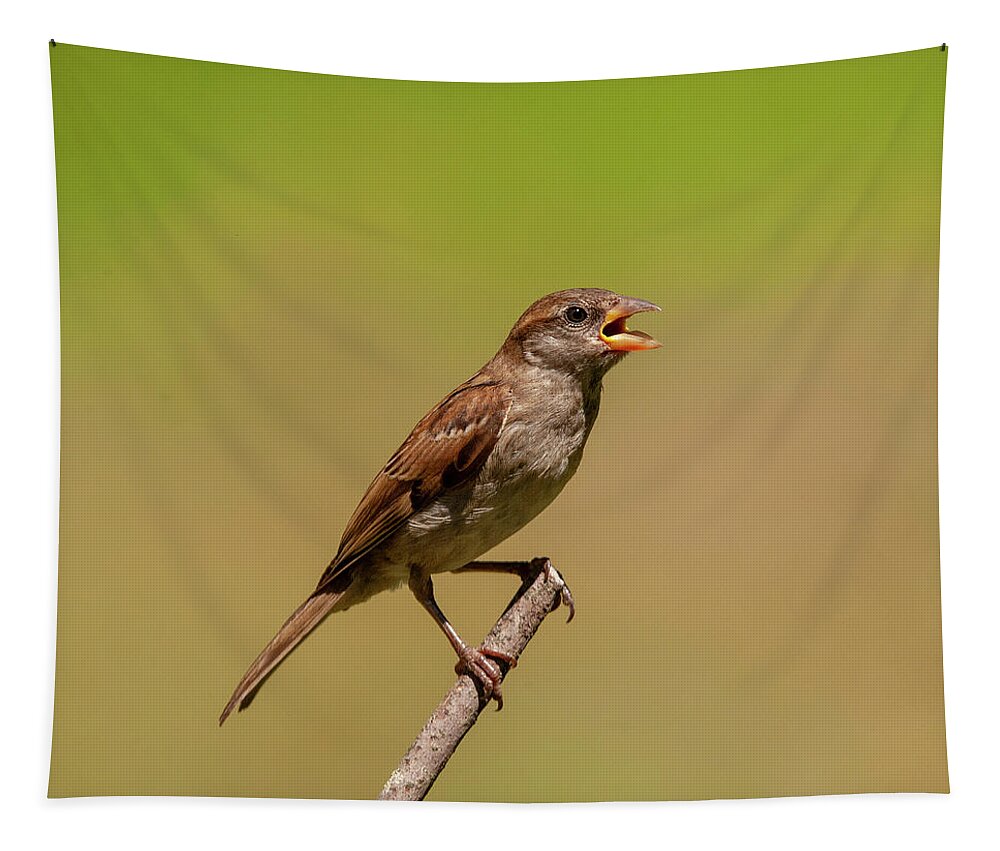 Songbird Tapestry featuring the photograph Singing Song Bird by Cathy Kovarik