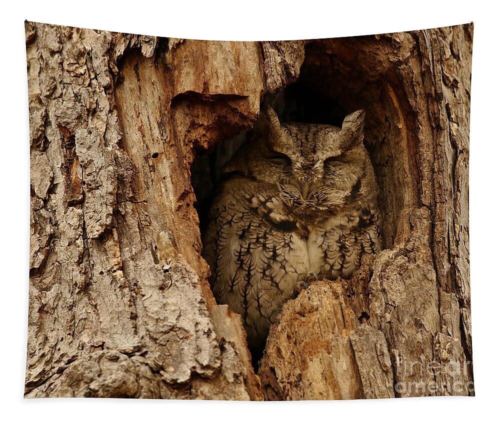  Tapestry featuring the photograph Sleep Screech Owl by Heather King